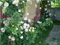 a1ed9ab0-Picture 2438.jpg